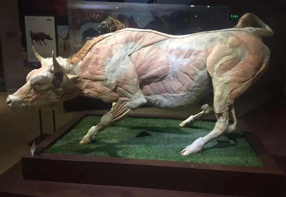 企業(yè)法人營業(yè)執(zhí)照